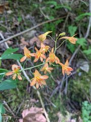 Delphinium nudicaule