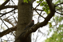 Colaptes auratus luteus