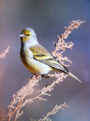 Carduelis citrinella