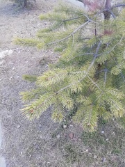 Pinus sylvestris