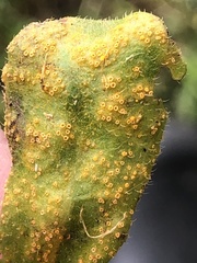 Puccinia lagenophorae
