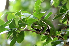 Furcifer balteatus