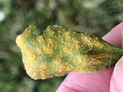 Puccinia lagenophorae