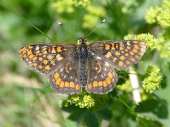 Euphydryas intermedia
