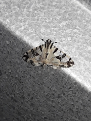 Conchylodes salamisalis