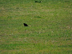Sturnus vulgaris