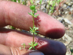 Galium parisiense