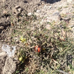 Solanum lycopersicum