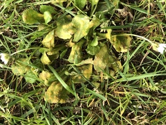 Puccinia lagenophorae