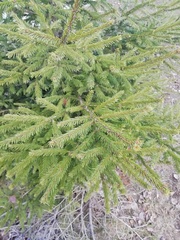 Picea obovata