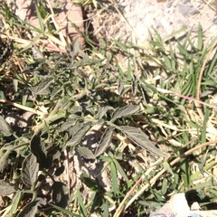 Solanum lycopersicum