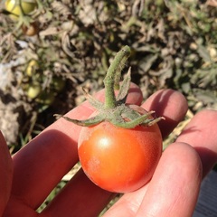 Solanum lycopersicum