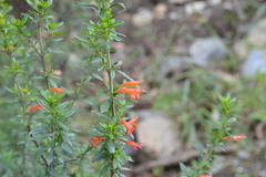 Clinopodium taxifolium image