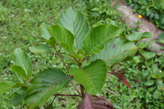 Cinchona officinalis