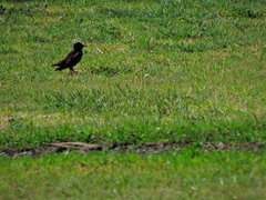 Sturnus vulgaris