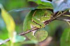 Furcifer balteatus