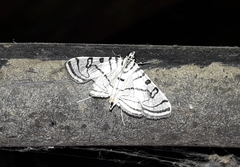 Conchylodes ovulalis