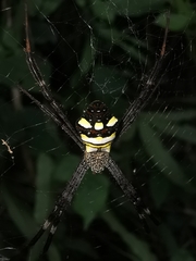 Argiope intricata