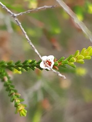 Micromyrtus ciliata