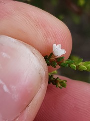 Micromyrtus ciliata