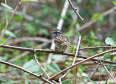 Zonotrichia albicollis