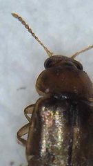 Austrolophrum cribriceps