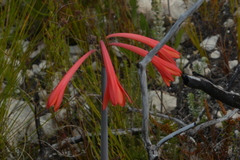 Cyrtanthus fergusoniae