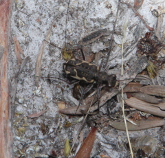 Neocicindela tuberculata