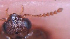 Austrolophrum cribriceps