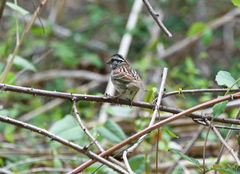 Zonotrichia albicollis