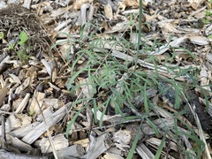Lomatium ambiguum