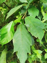 Callicarpa formosana