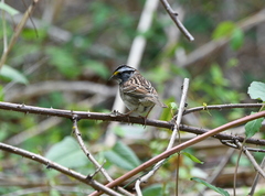 Zonotrichia albicollis