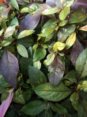 Alternanthera bettzickiana