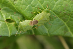 Palomena viridissima
