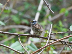 Zonotrichia albicollis