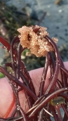 Aulorhynchus flavidus