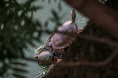 Trachemys venusta