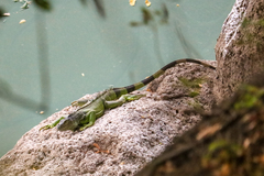 Iguana iguana