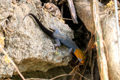 Gonatodes albogularis