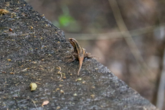 Sceloporus variabilis