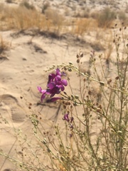 Penstemon thurberi