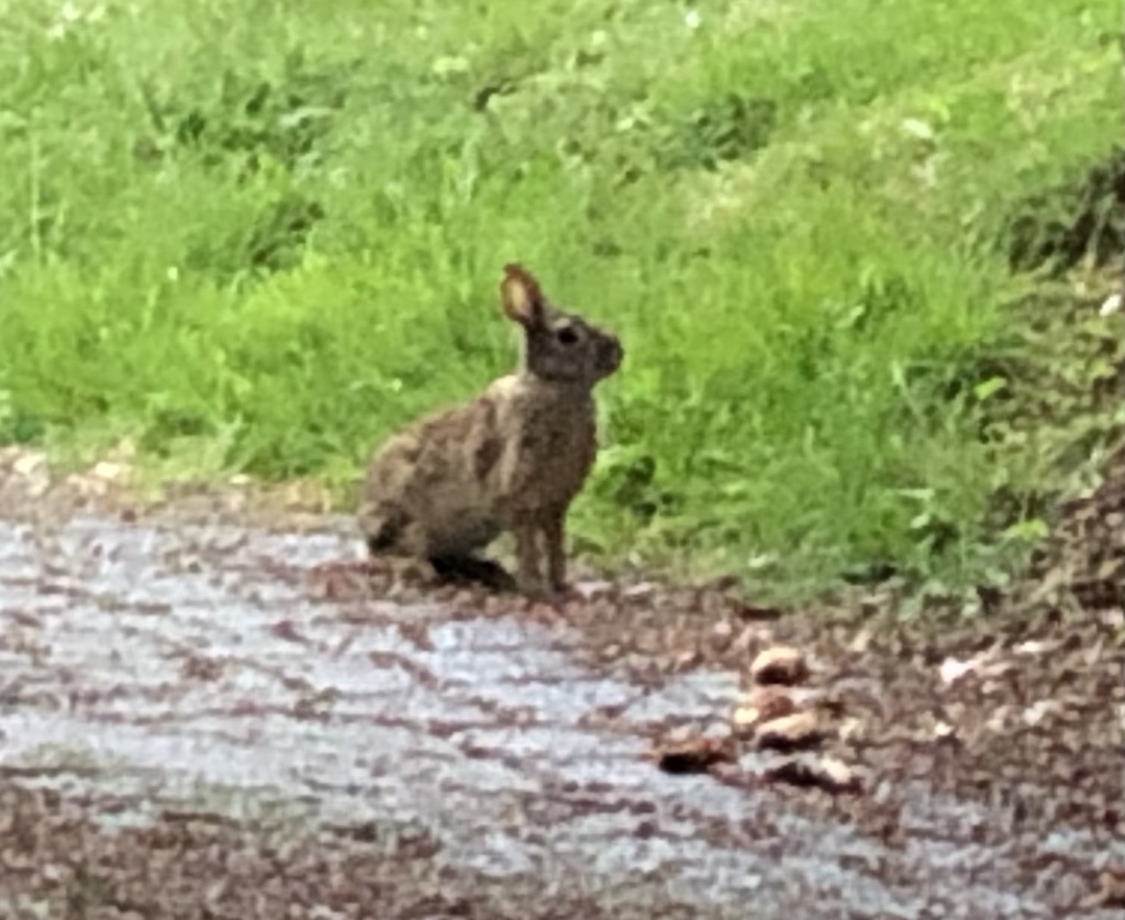 Eastern Cottontail from NE 100th St, Seattle, WA, US on May 03, 2021 at