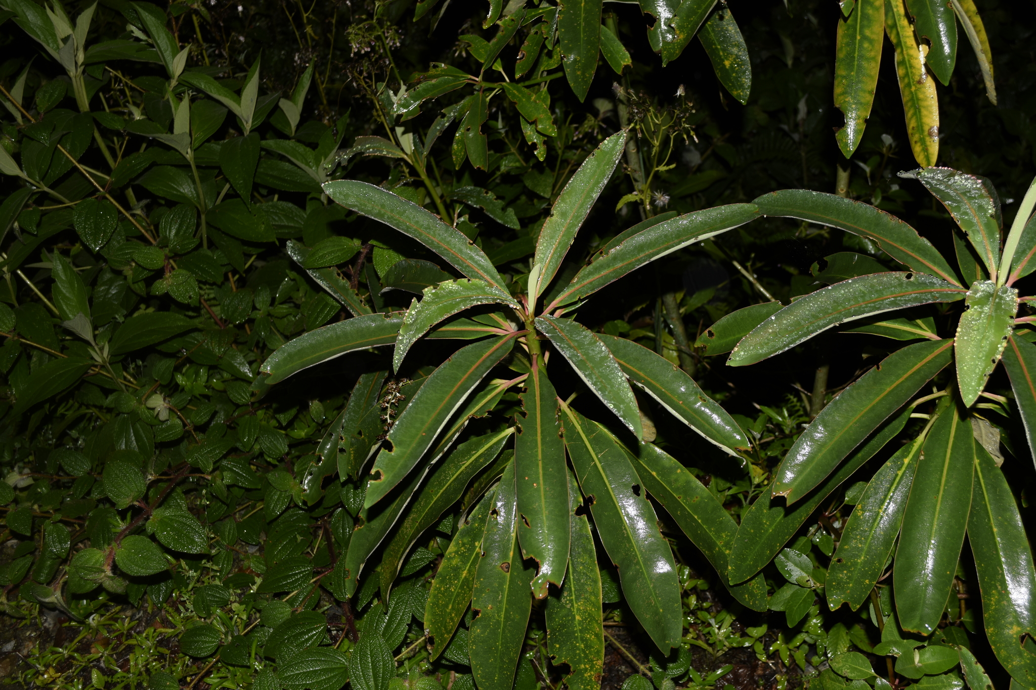 Euphorbiaceae image