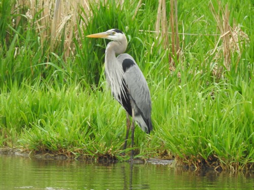 Great Blue Heron photographed in Nebraska