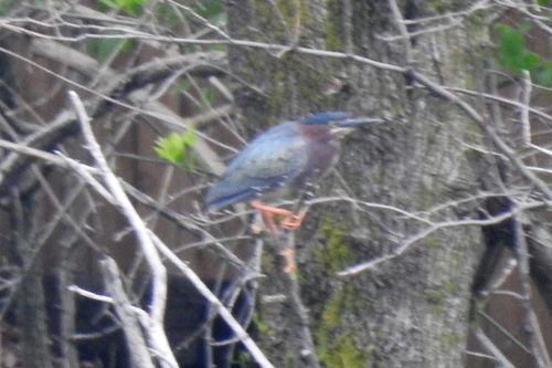 Green Heron photographed in Nebraska