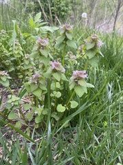 Lamium purpureum