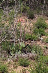 Cotyledon orbiculata oblonga