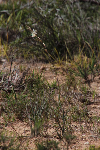 Image of Star Pypie by (c) Tony Rebelo, some rights reserved (CC BY-SA)