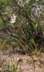 Gladiolus stellatus